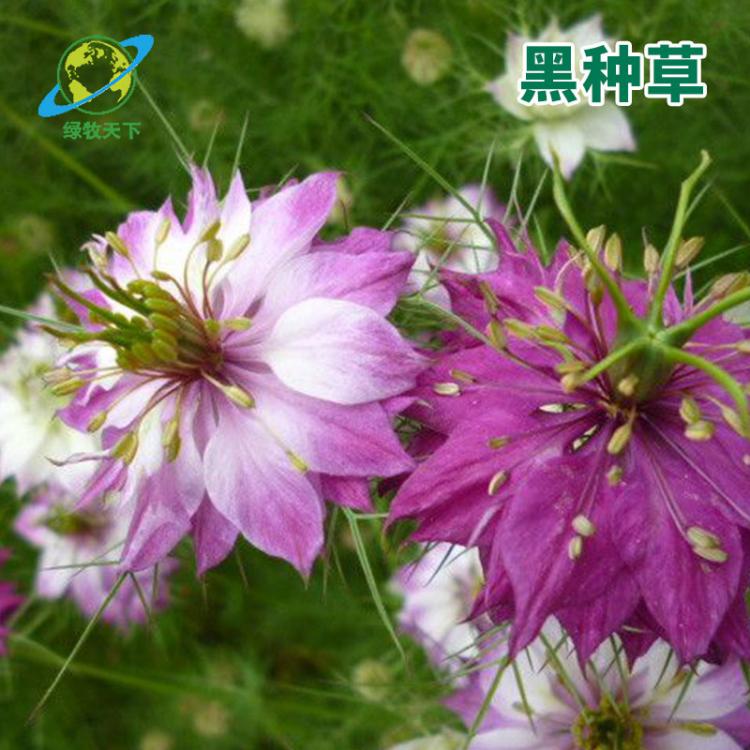 黑種草 花期長室內(nèi)裝飾節(jié)日富貴濃情家居擺設(shè) 配花配葉