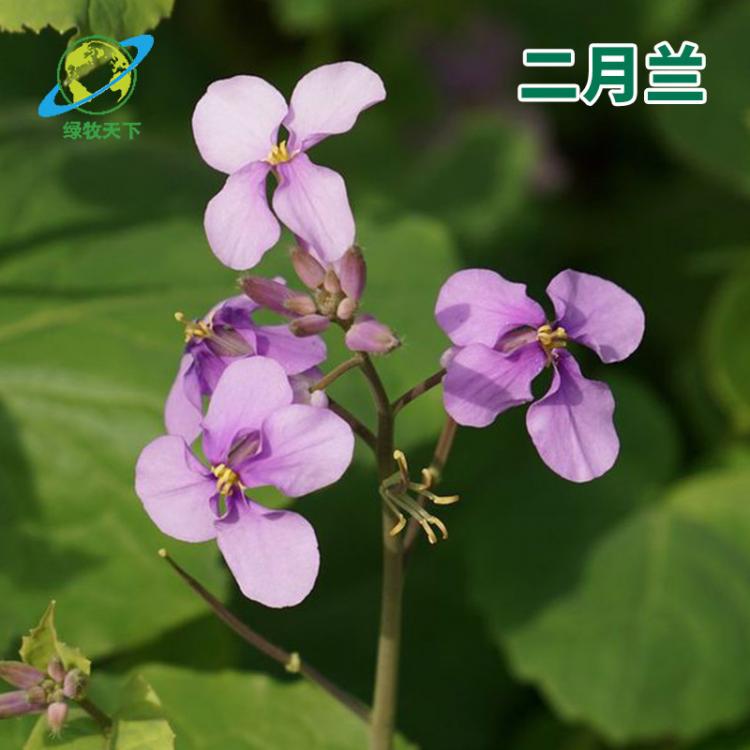 硫華菊格?；ㄒ盎ńM合二月蘭月見草虞美人鼠尾草花種草籽