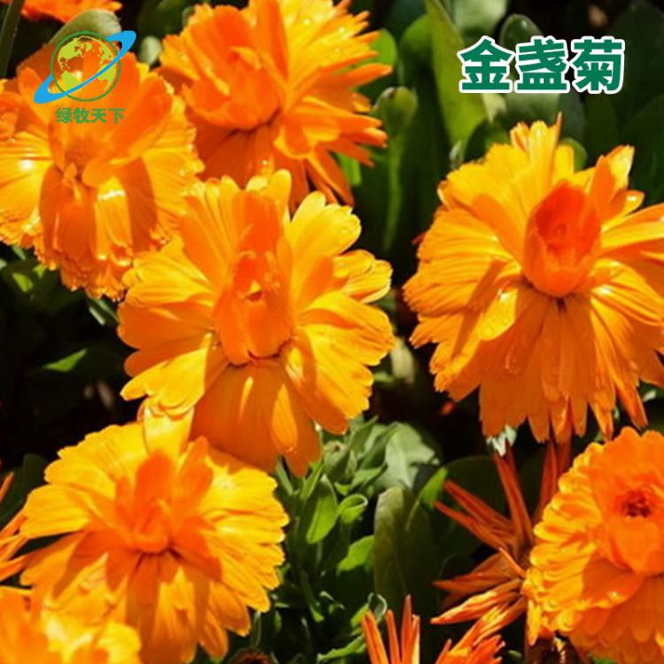 金盞菊種子矮生多年生花籽四季種戶外庭院花海秋季花草野花種子