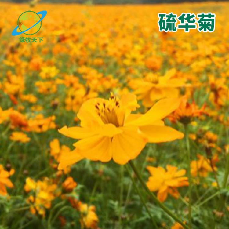 批發(fā)供應(yīng)園藝花卉四季播種麥仙翁種子 花卉種子廠家 綠牧天下