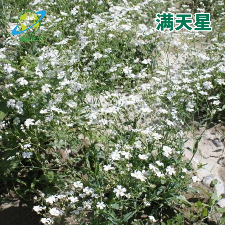 大花滿天星種子 景觀滿天星草花種子 成都種子批發(fā)價(jià)格