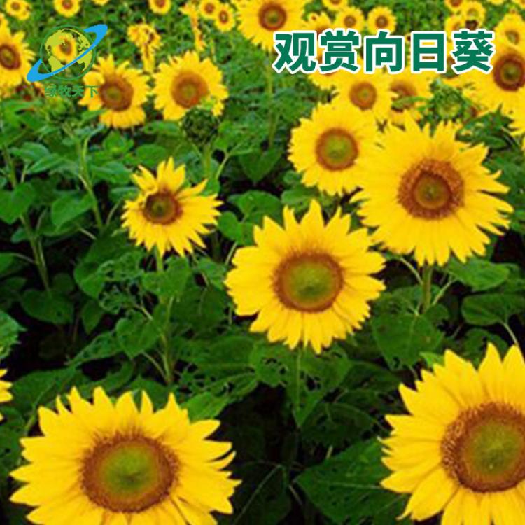 馬蹄金價(jià)格