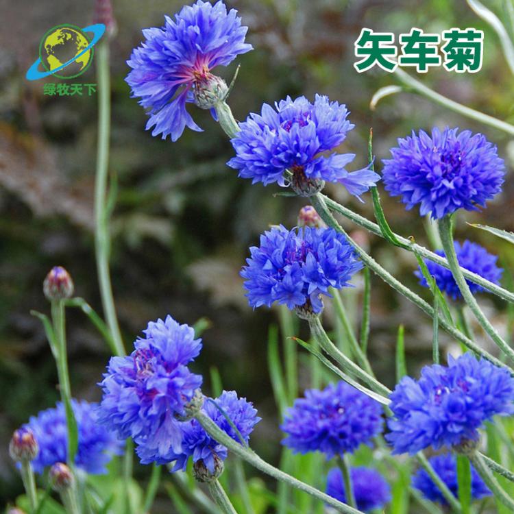 廠家供應(yīng)矢車(chē)菊種子藍(lán)芙蓉種子 翠蘭荔枝菊打造花海種子批發(fā)