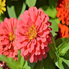 組合野花 花海百日草花種 格?；?波斯菊向日葵種子