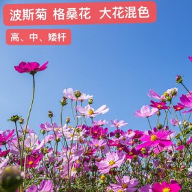 四川波斯菊花種 觀賞花卉種子 格桑花 草籽 綠牧倉庫現(xiàn)貨