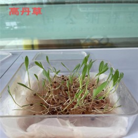 馬蹄金價格