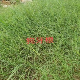 批發(fā)牧草種子 狗芽根種子 綠化草坪種子