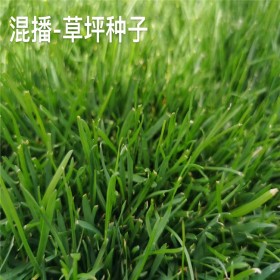 批發(fā)牧草種子 草坪混播種子 護坡綠化草坪種子 道路綠化種子 公園小區(qū)混播種子