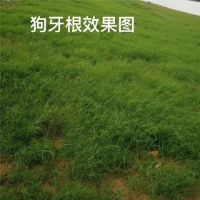 四川批發(fā)供應狗芽根 種子批發(fā)價格 狗芽根草籽 種子批發(fā)