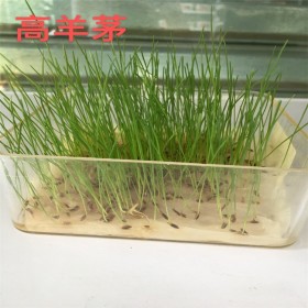 馬蹄金價格