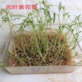 基地光葉紫花苕 蘇丹草種子 紫花苕種子 道路草坪綠植種子