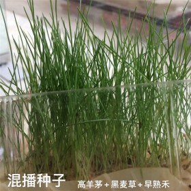 馬蹄金價(jià)格