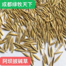 馬蹄金價格