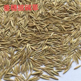 綠化披堿草種子 馬牛羊食用牧草草種 綠牧天下