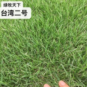 草種批發(fā) 混播草皮 臺灣二號草坪 馬尼拉草皮 馬尼拉種植基地批發(fā)