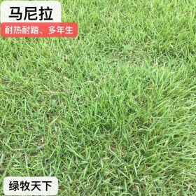 馬蹄金價(jià)格