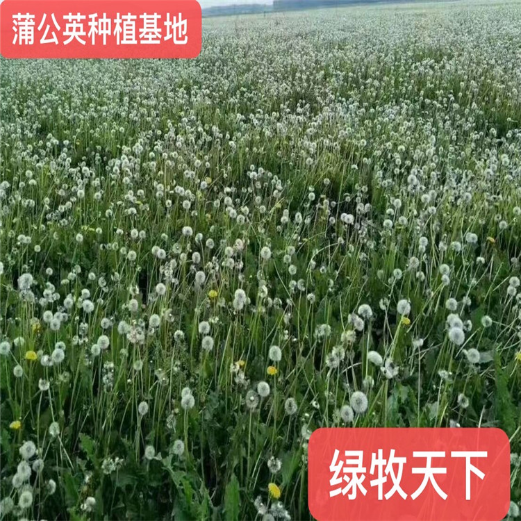 馬蹄金價(jià)格