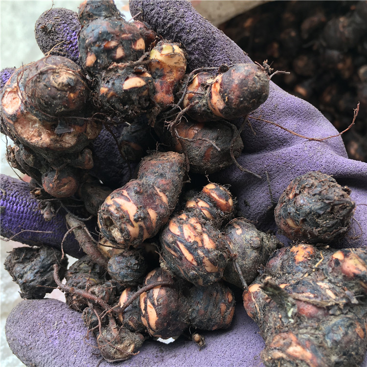 馬蹄金價(jià)格