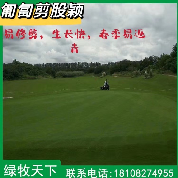 匍匐剪股穎 高爾夫球場(chǎng)草坪 多年生牧草種子草籽