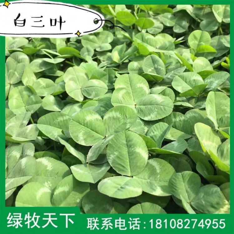馬蹄金價(jià)格