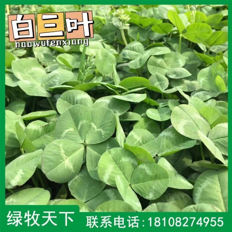 馬蹄金價(jià)格