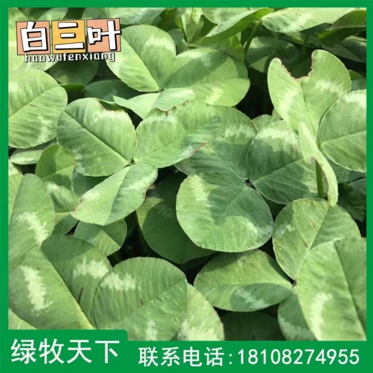 馬蹄金價(jià)格