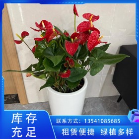 辦公室花卉租賃 綠植租擺 四季常綠種類多 園林綠化工程