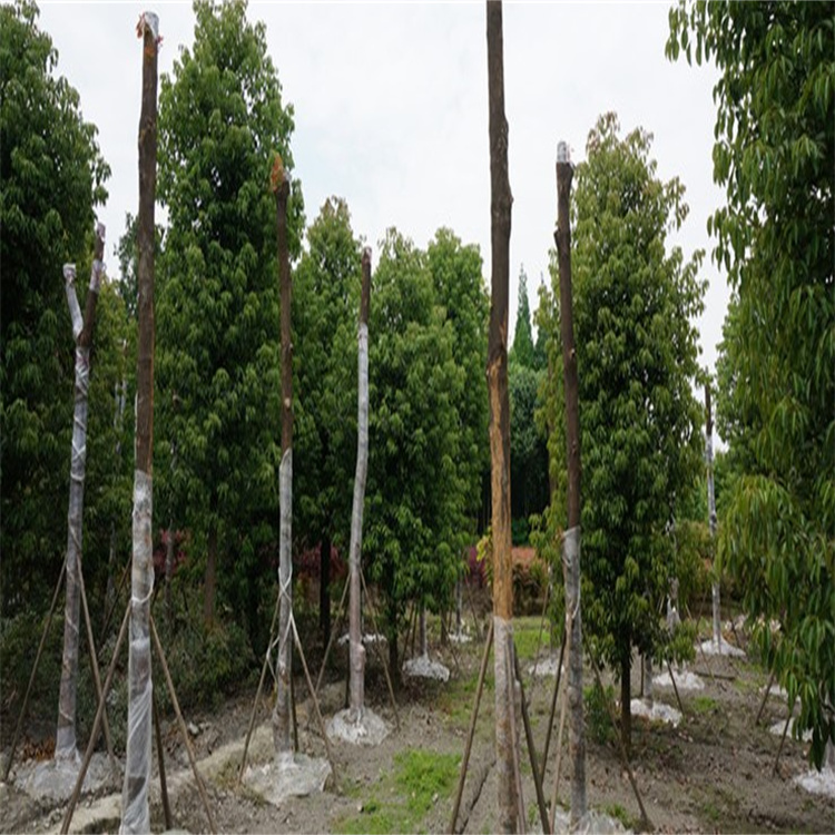 香樟樹基地 四川成都香樟樹園林 常年供應(yīng)大量精品香樟樹