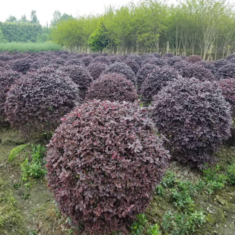 懿景園林供應(yīng)紅花繼木球 紅花繼木大杯苗 精品苗 規(guī)格齊全