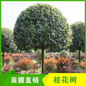 成都高分枝桂花樹批發(fā)12-13cm桂花樹 庭院移栽 庭蔭