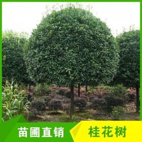 成都高分枝桂花樹批發(fā) 14cm桂花樹 工程綠化行道樹風(fēng)景 高分支桂花樹