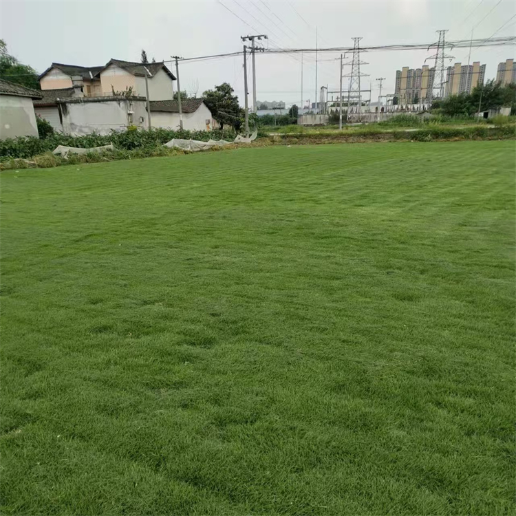 臺(tái)灣草卷供應(yīng) 草皮種植基地直發(fā) 操場(chǎng)運(yùn)動(dòng)場(chǎng)用 易栽培