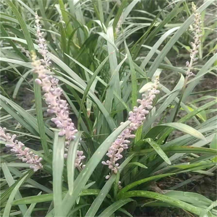 吉祥草 綠化常用觀賞草 性喜溫暖濕潤的環(huán)境 悅祥園林
