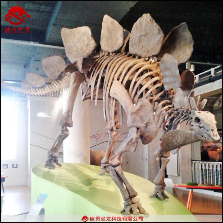仿真劍龍化石骨架長(zhǎng)6 5米大型恐龍玻璃鋼骨架化石仿真恐龍骨架化石廠