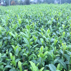 黃金芽茶葉 批發(fā)市場(chǎng)進(jìn)貨渠道 廠家直銷