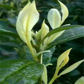 四川早奶白茶苗 特早奶白茶苗 綠茶樹(shù)基地批發(fā)新品種批發(fā)品綠茶苗