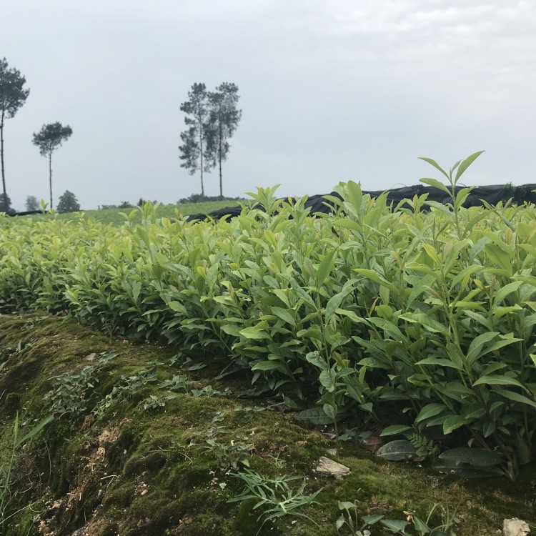 無(wú)水茶苗 生產(chǎn)基地 龍井43茶苗  優(yōu)質(zhì)茶葉樹(shù)苗批發(fā)