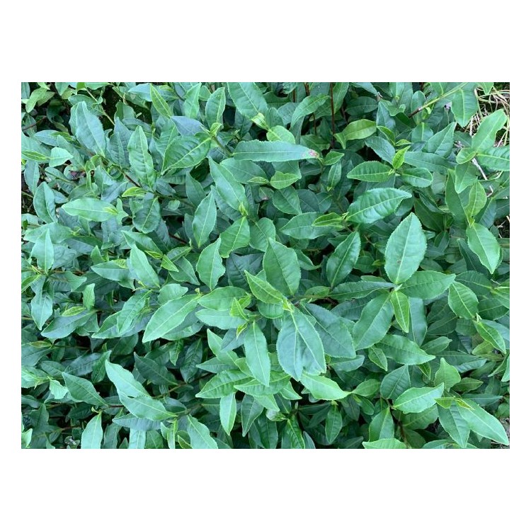 云南大葉茶樹苗 廠家供應 老鷹茶苗  批發(fā)電話