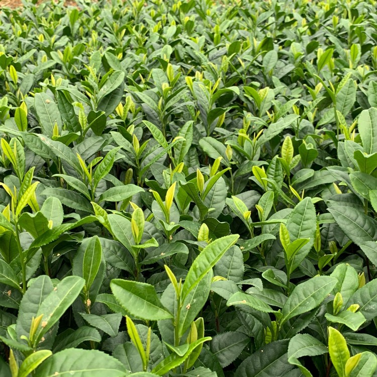 中茶108茶苗 生產(chǎn)基地 紫鵑茶苗  廠(chǎng)家直銷(xiāo)