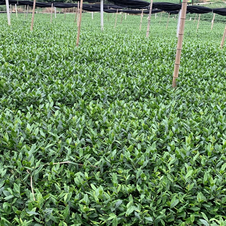 蒙山9號茶苗 貨源地進(jìn)貨渠道 福鼎大白茶苗  廠家價格優(yōu)惠