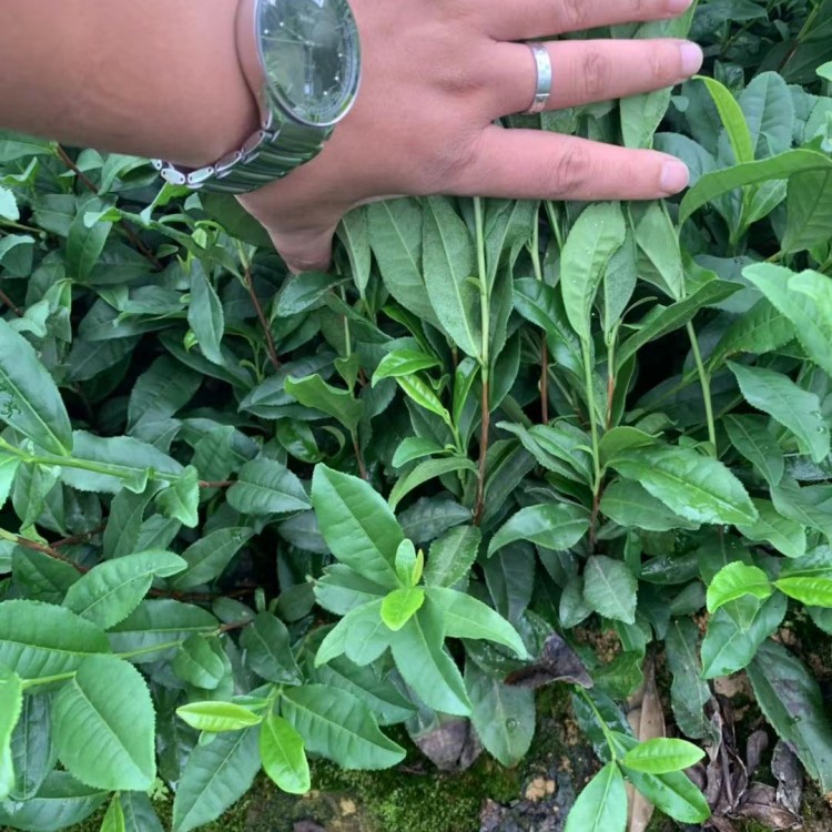 黃金芽茶苗 廠家直銷(xiāo) 紫鵑茶苗  批發(fā)價(jià)格