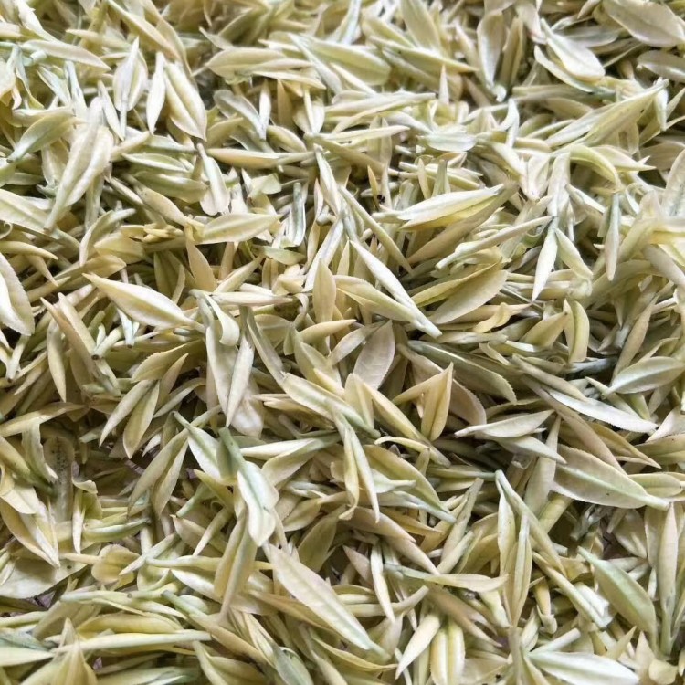 紫鵑茶苗 批發(fā)電話(huà) 無(wú)水茶苗  生產(chǎn)基地