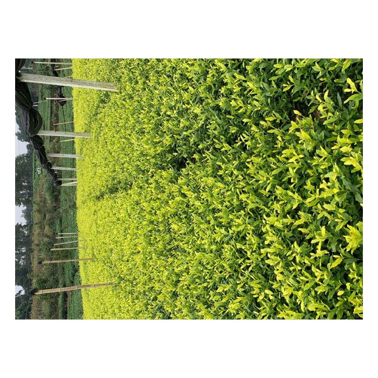 老鷹茶苗 批發(fā)價(jià)格 中茶108茶苗  貨源地進(jìn)貨渠道