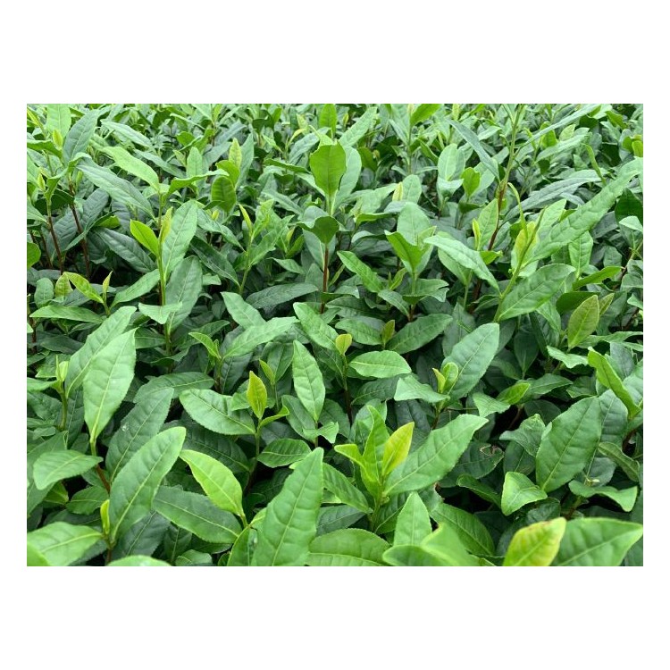 無水茶苗 批發(fā)價格 奶白茶苗  基地直銷