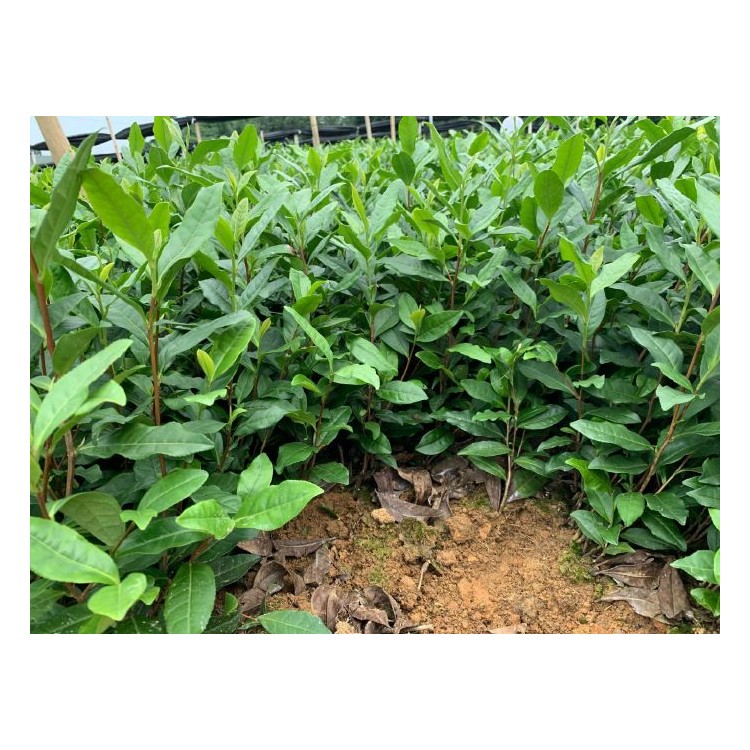 中茶108茶苗 價(jià)格 老鷹茶苗  廠家直銷(xiāo)