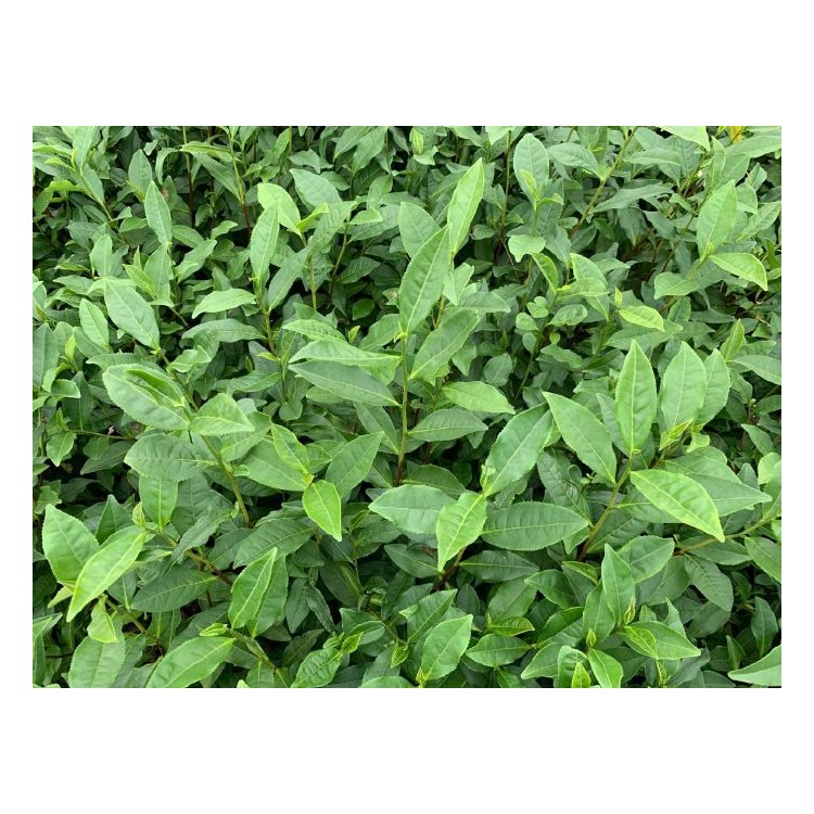 中茶108茶苗 價(jià)格 無水茶苗  廠家供應(yīng)