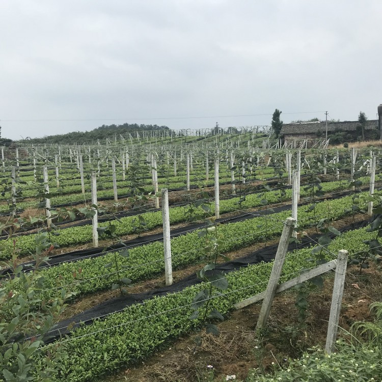 蒙山9號(hào)茶苗 批發(fā)基地 蒙山9號(hào)茶苗  批發(fā)價(jià)格