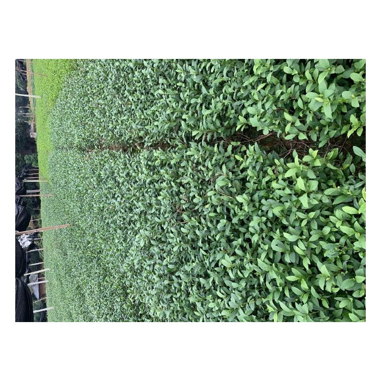 奶白茶苗 優(yōu)質茶葉樹苗批發(fā) 龍井43茶苗  廠家供應