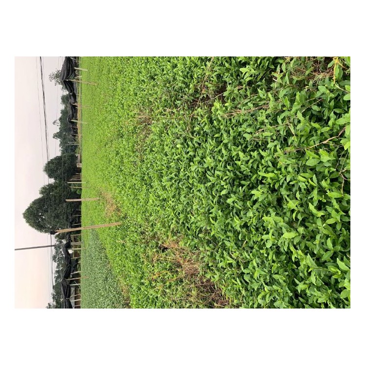 龍井43茶苗 種植基地品種齊全 五年生茶樹(shù)苗  種植基地品種齊全