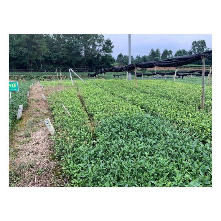 中茶108茶苗 批發(fā)價(jià)格 老鷹茶苗  廠家價(jià)格優(yōu)惠